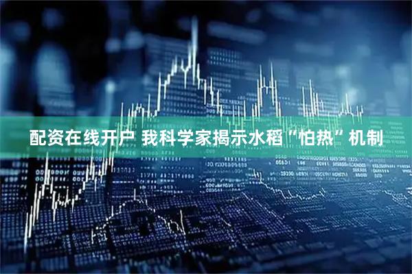 配资在线开户 我科学家揭示水稻“怕热”机制